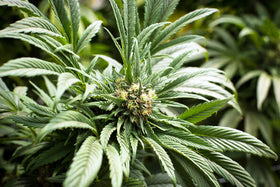 Top 5 Indoor Plants for Beginners