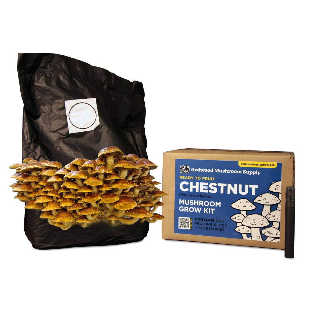 Redwood Mushroom Supply - Colonized Fruiting Blocks