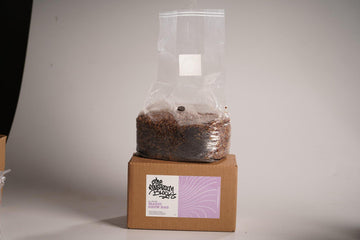 The Mushroom Block - All-In-One Grow Bag