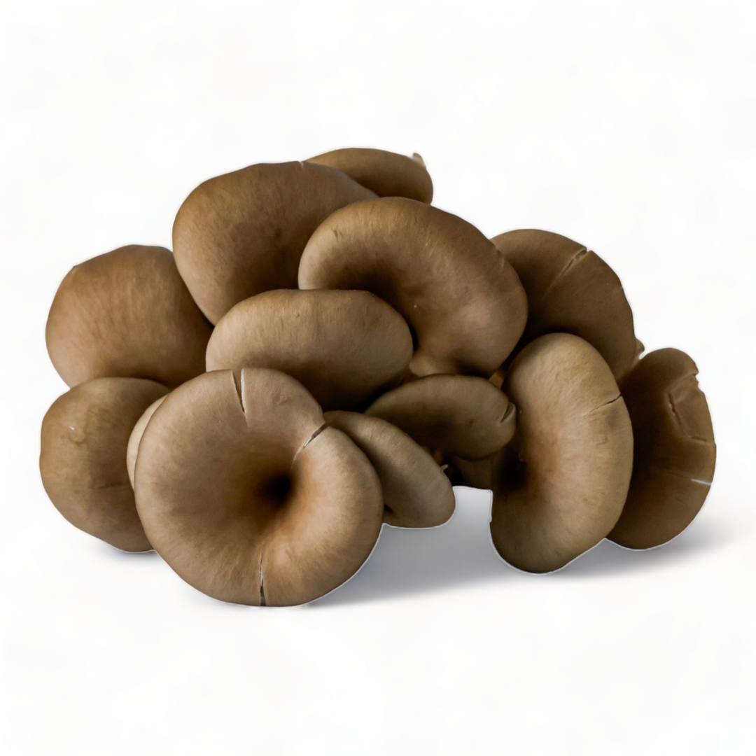 Mushroom Growing Supplies - Organic Mushroom Grow Kit