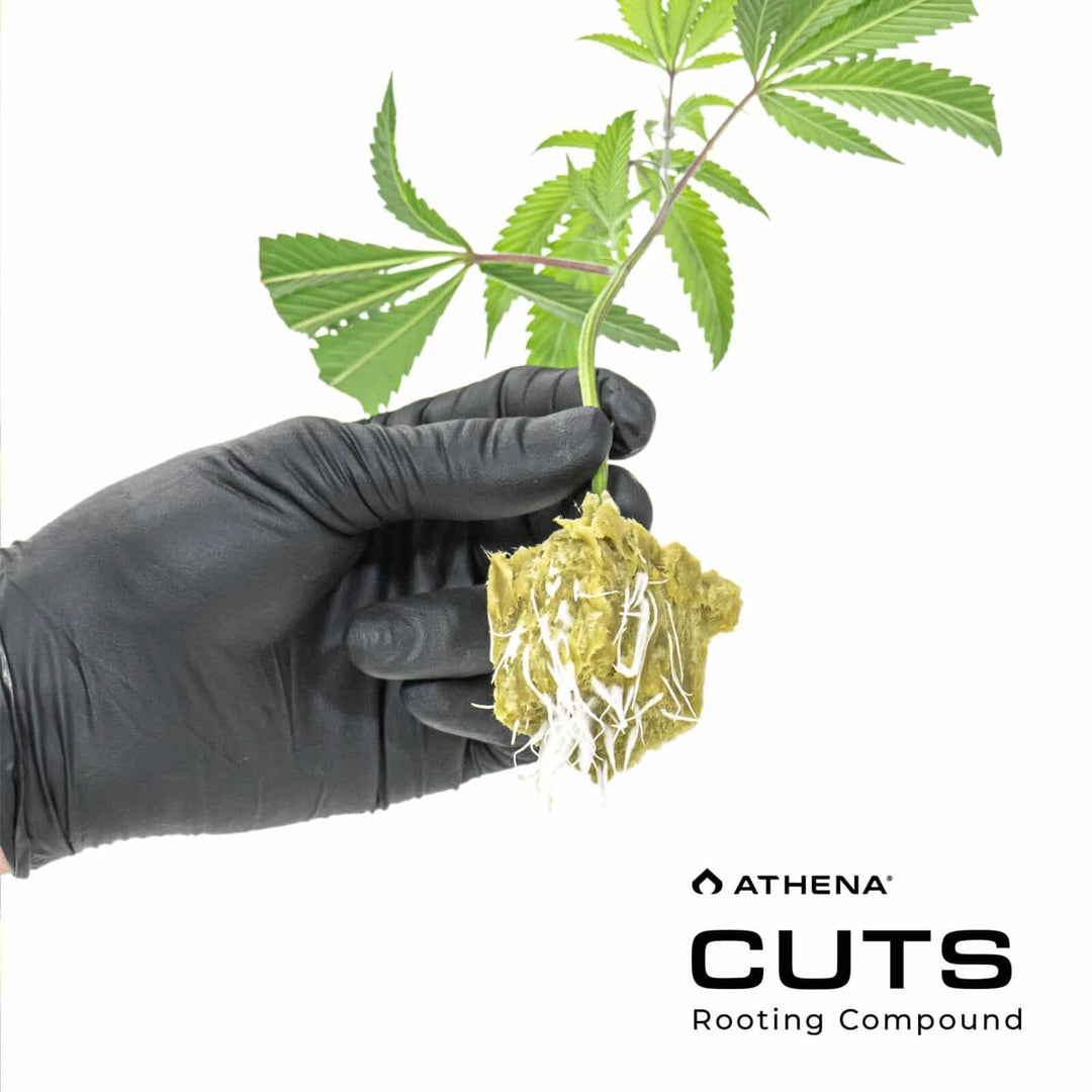 Cuts