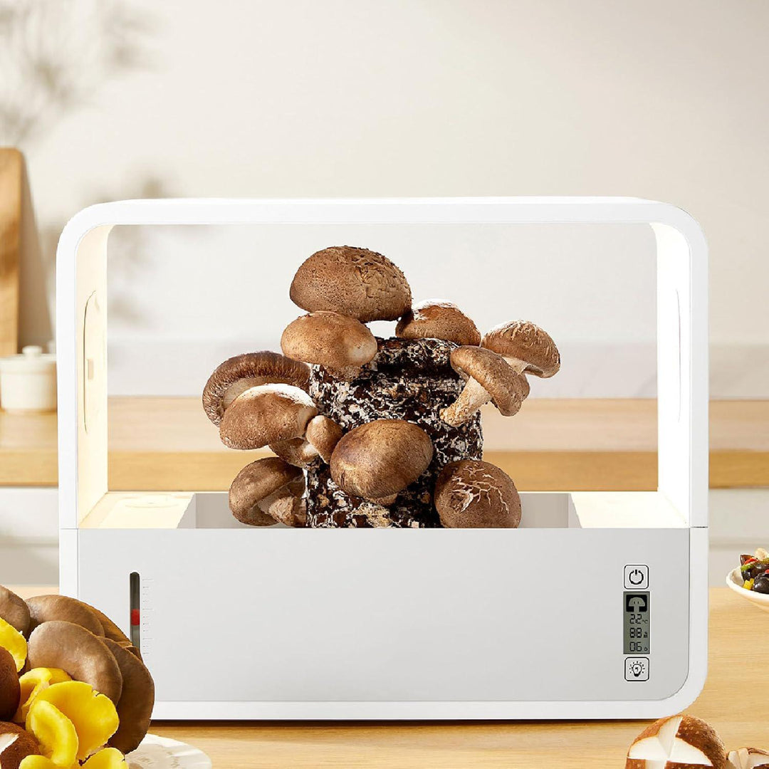 Mushroom Eco Box