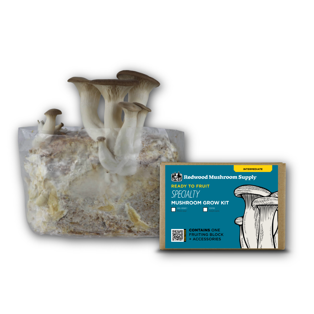 Redwood Mushroom Supply - Colonized Fruiting Blocks