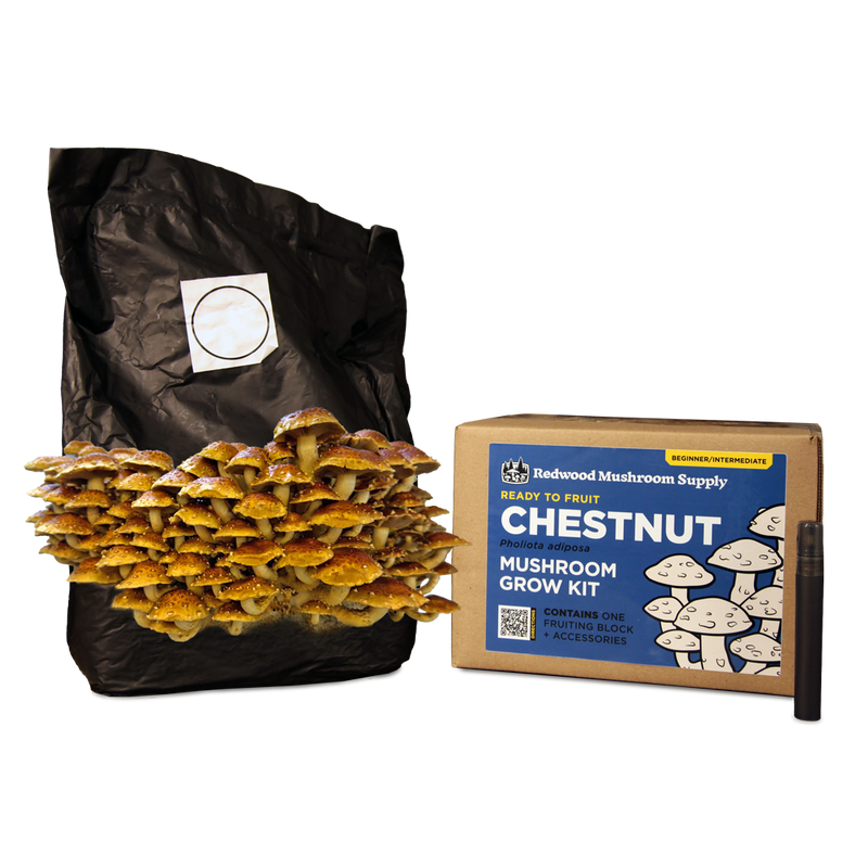 Redwood Mushroom Supply - Colonized Fruiting Blocks - Chestnut - 5 lb