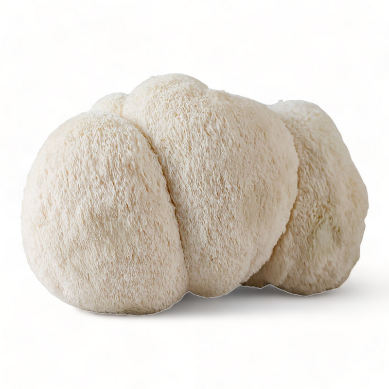 Mushroom Growing Supplies - Organic Mushroom Grow Kit - 5 lb Bag