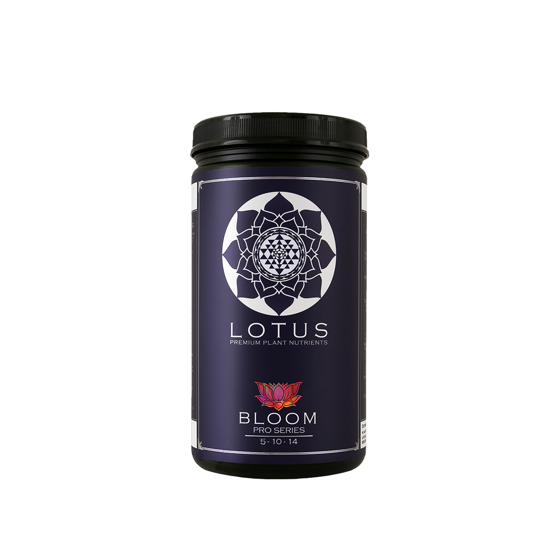 Lotus Bloom