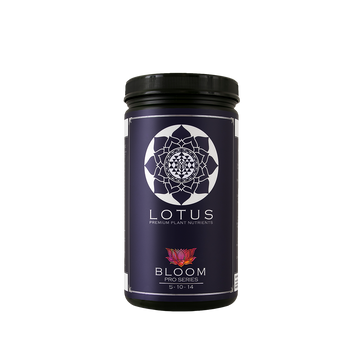 Lotus Bloom