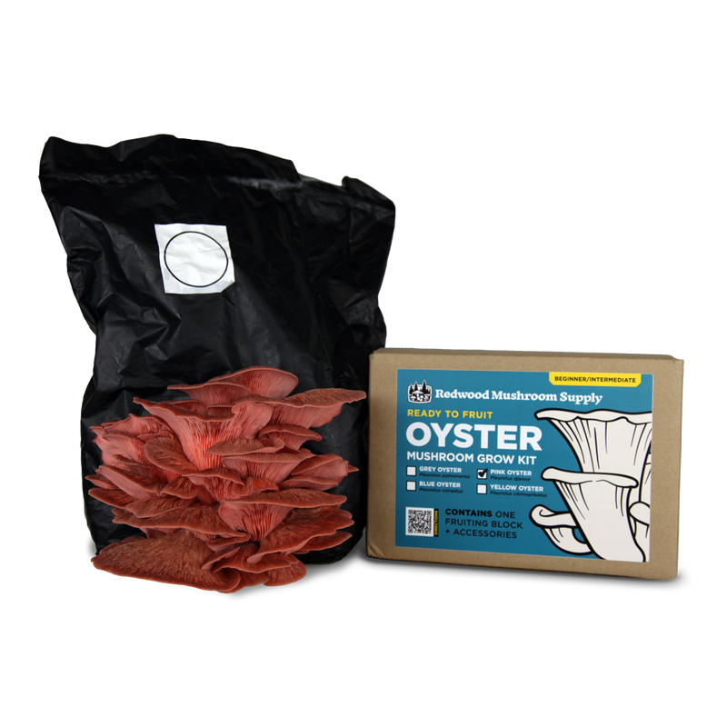 Redwood Mushroom Supply - Colonized Fruiting Blocks - Pink Oyster - 5 lb